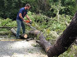 Best Tree Removal  in Sunnyside, CA