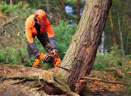 Best Seasonal Cleanup (Spring/Fall)  in Sunnyside, CA