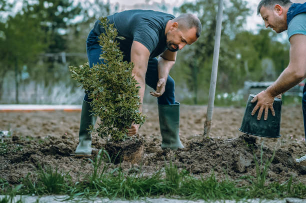 Best Tree and Shrub Care  in Sunnyside, CA