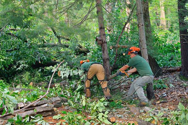 Best Tree Health Inspection  in Sunnyside, CA