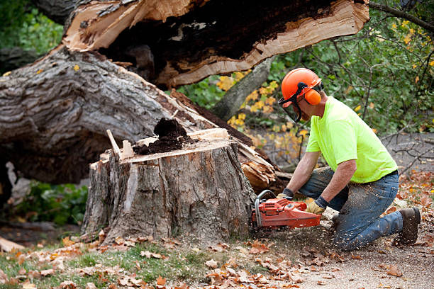 Best Commercial Tree Services  in Sunnyside, CA