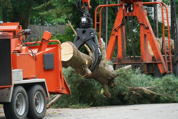 Best Tree Mulching  in Sunnyside, CA